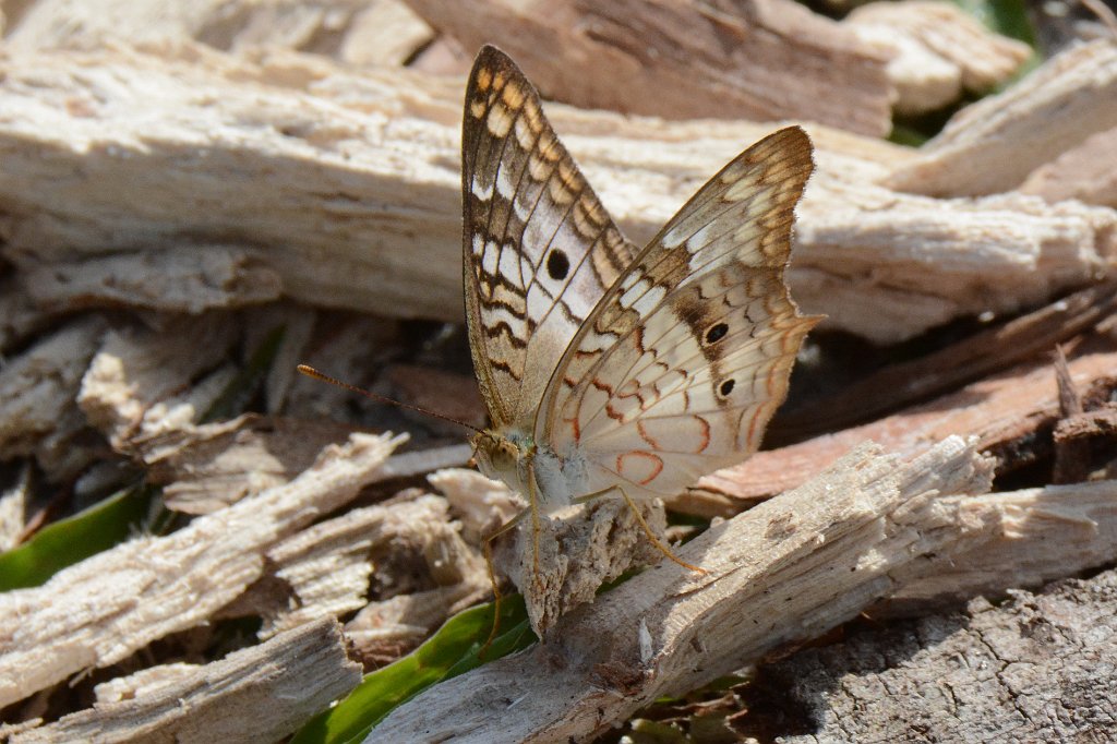 199 2015-01109590 Loxahatchee NWR, FL.JPG - White Peacock (Anartia jatrophae). Butterfly. Loxahatchee National Wildlife Refuge, FL, 1-10-2015